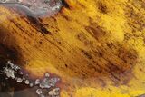 Polished Chiapas Amber ( grams) - Mexico #237424-1